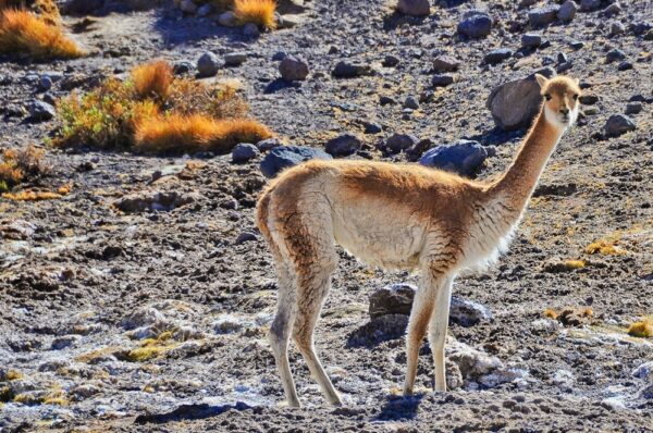 Vicuña, Región Atacama, Chile